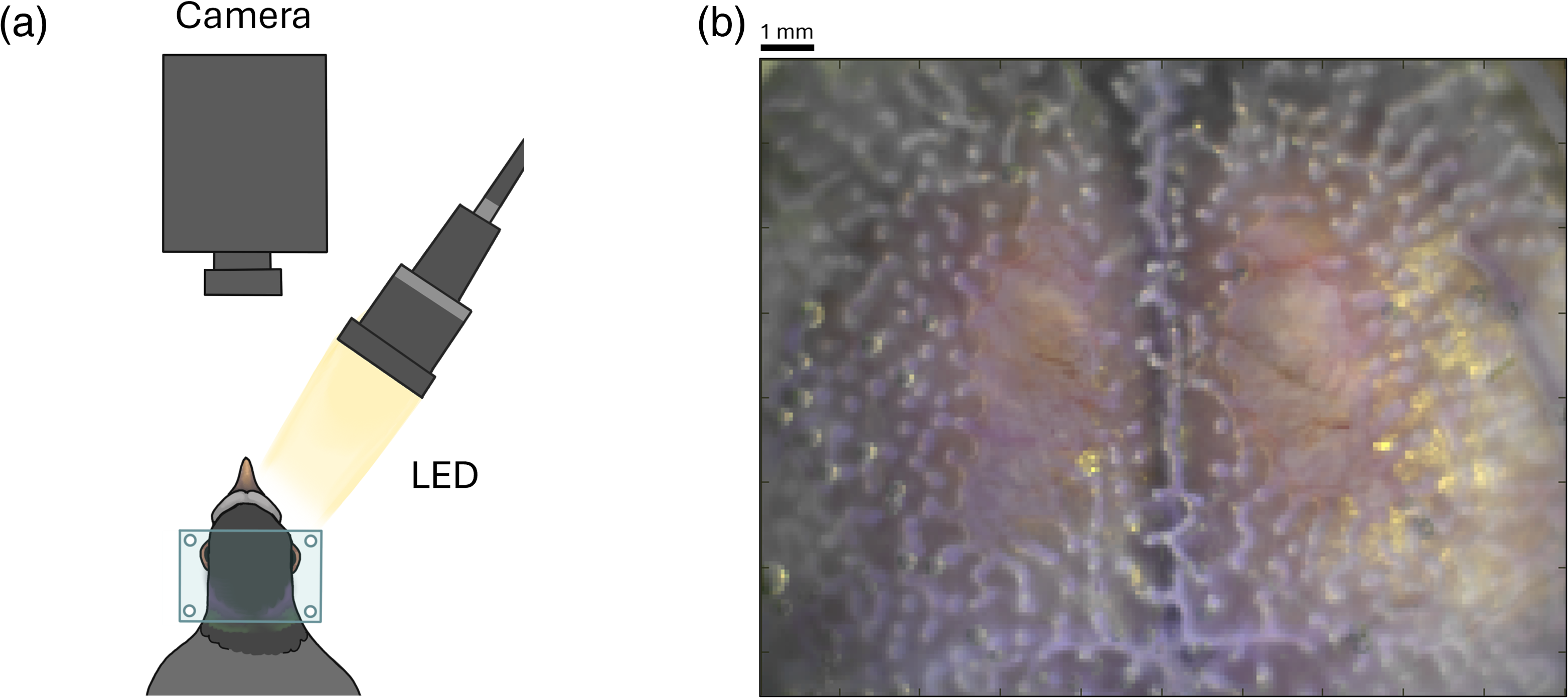 Mapping functional connectivity in the pigeon brain with wide-field ...
