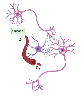 Imaging Brain Metabolism and Neuroenergetics; image courtesy of Alberto Vasquez